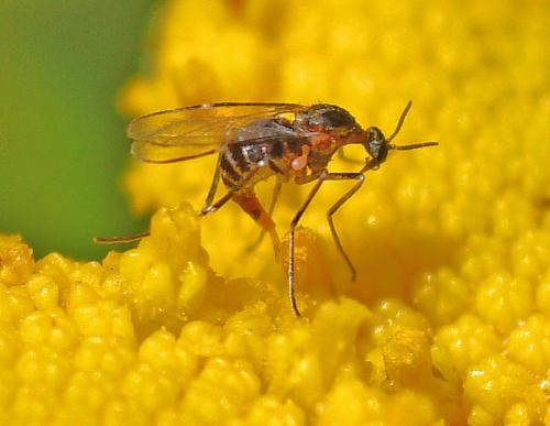Réf. 348 364 : Ozirhincus longicollis